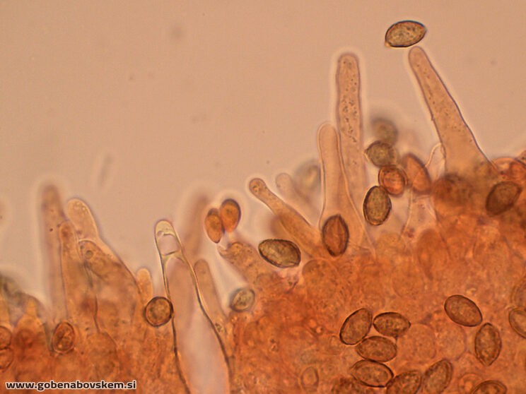 GALERINA MARGINATA POLOG 13 11 ANJA FOTO3