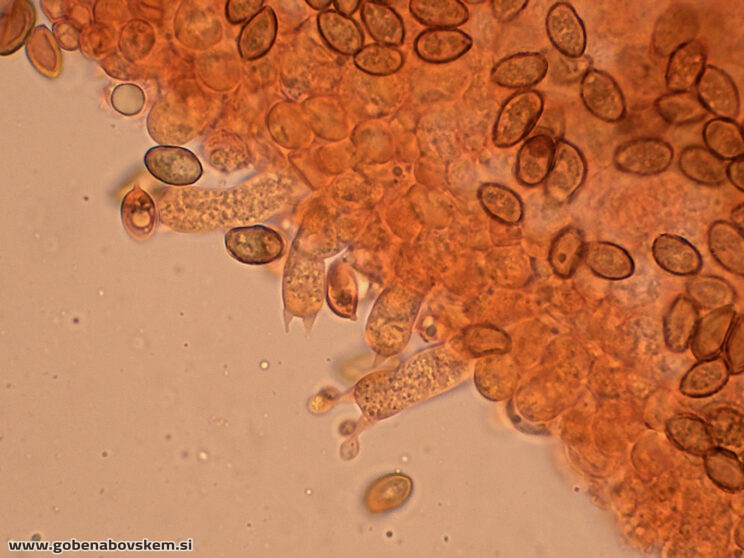 GALERINA MARGINATA POLOG 13 11 ANJA FOTO5