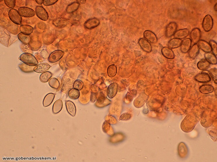 GALERINA MARGINATA POLOG 13 11 ANJA FOTO6