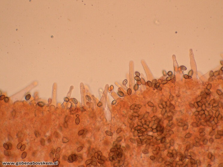 GALERINA MARGINATA POLOG 13 11 ANJA FOTO7