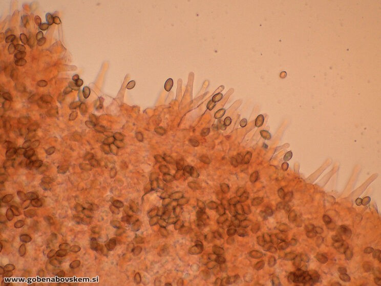 GALERINA MARGINATA POLOG 13 11 ANJA FOTO8