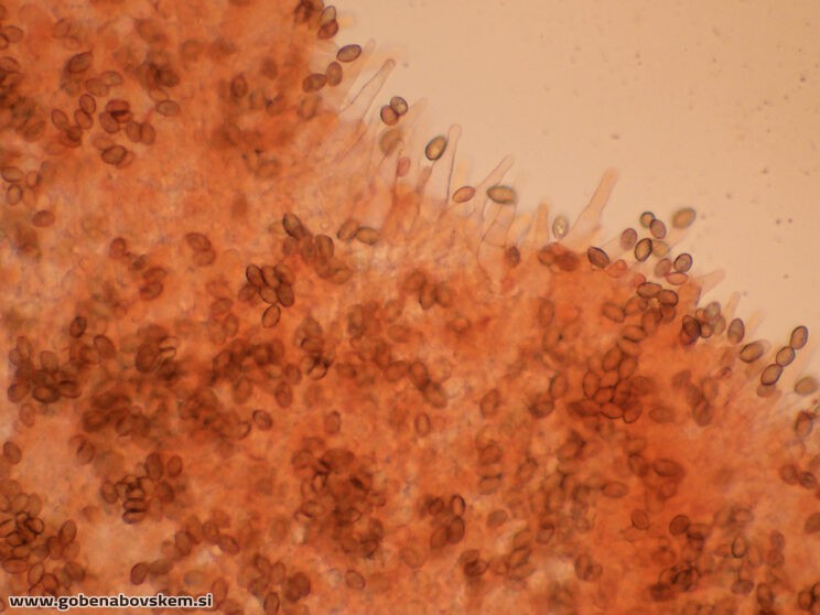 GALERINA MARGINATA POLOG 13 11 ANJA FOTO9