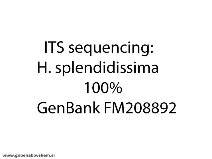 HYGROCYBE SPLENDIDISSIMA2