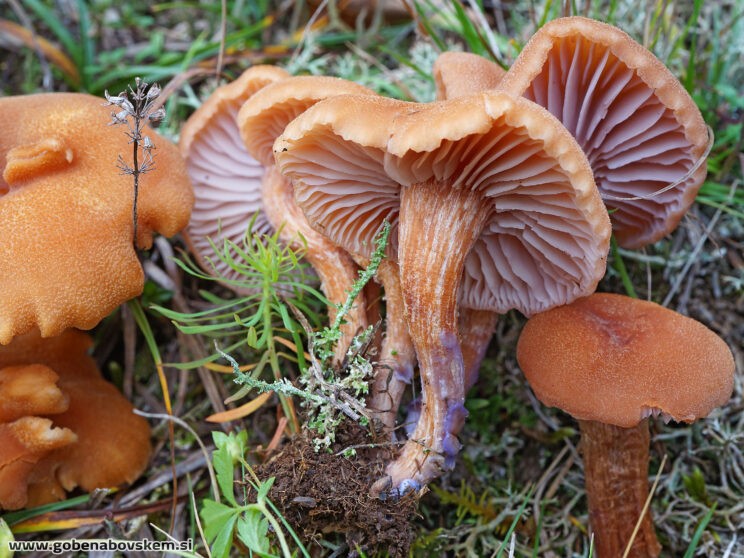 LACCARIA BICOLOR