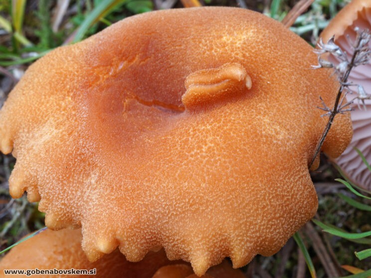 LACCARIA BICOLOR2