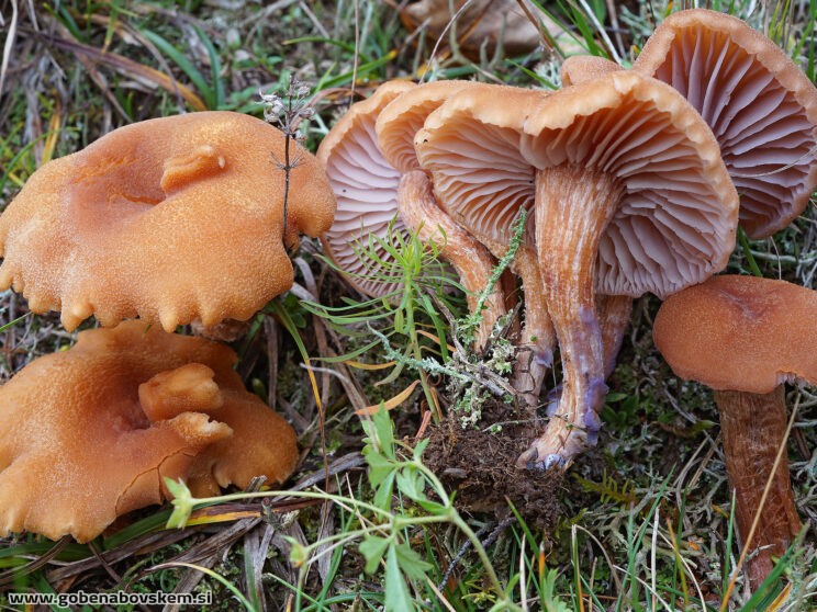 LACCARIA BICOLOR3