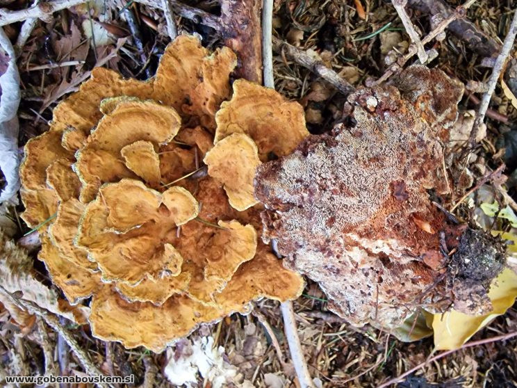 ONNIA TOMENTOSA ZATRESKA