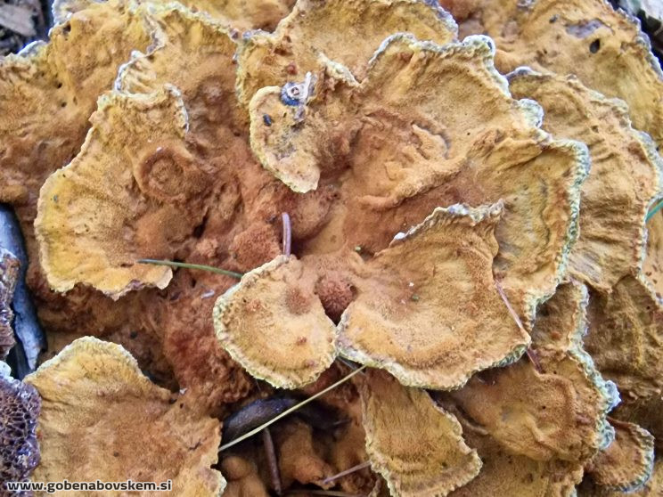 ONNIA TOMENTOSA ZATRESKA2