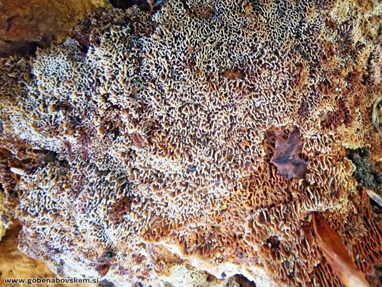 ONNIA TOMENTOSA ZATRESKA3