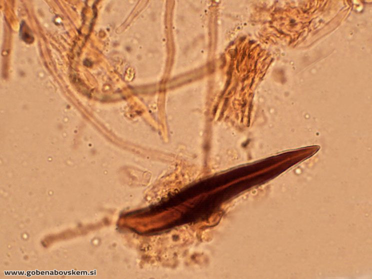 ONNIA TOMENTOSA ZATRESKA4