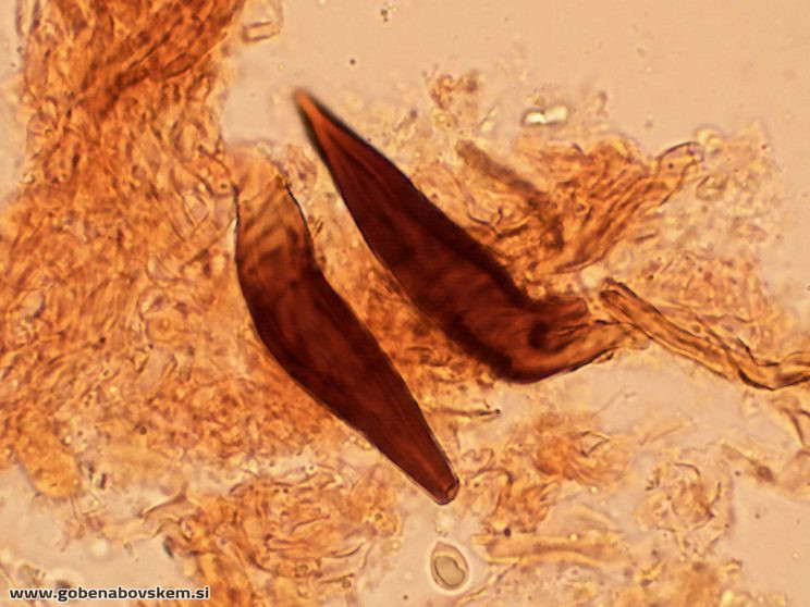 ONNIA TOMENTOSA ZATRESKA5