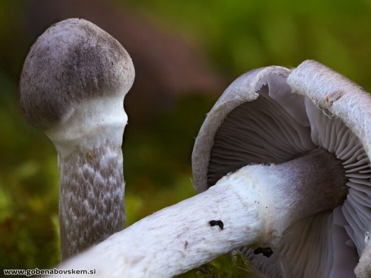 TRICHOLOMA CINGULATUM