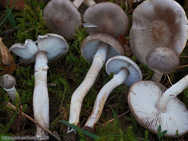 TRICHOLOMA CINGULATUM2