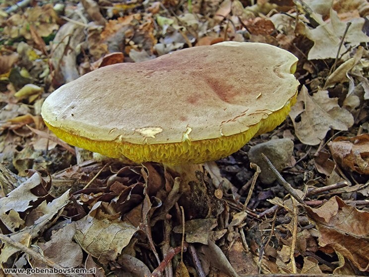 XEROCOMELLUS SUBTOMENTOSUM