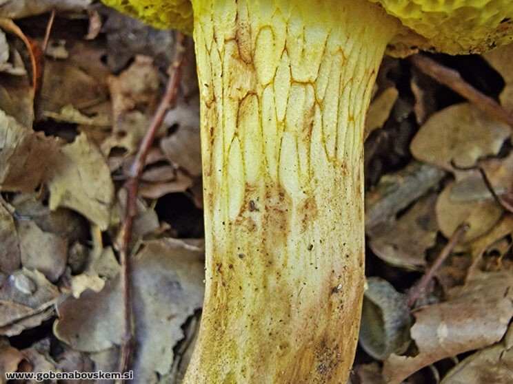 XEROCOMELLUS SUBTOMENTOSUM2