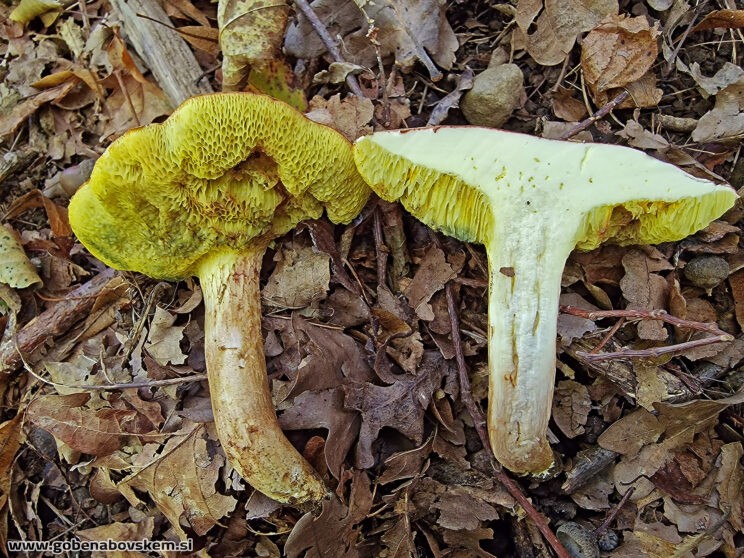 XEROCOMELLUS SUBTOMENTOSUM3