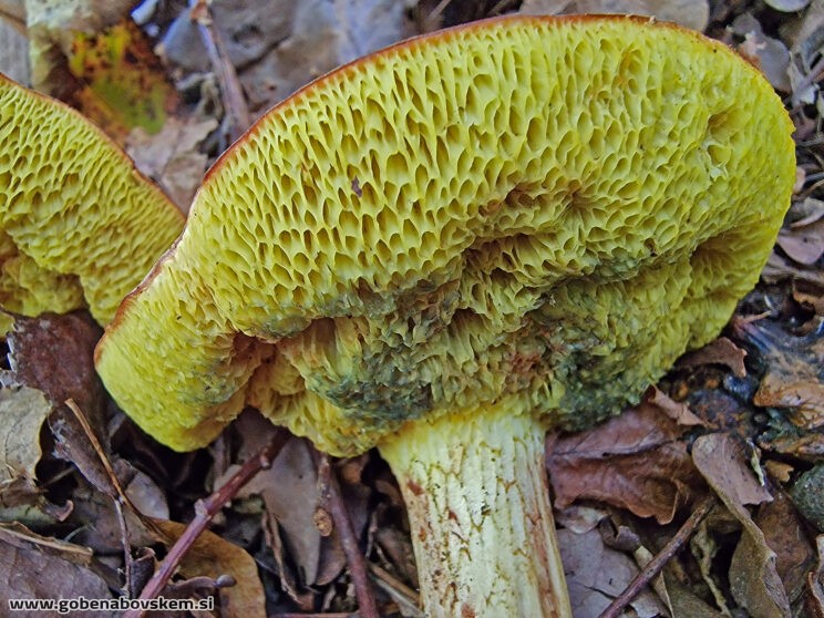 XEROCOMELLUS SUBTOMENTOSUM4