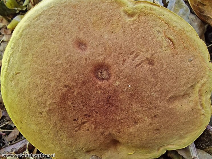 XEROCOMELLUS SUBTOMENTOSUM5
