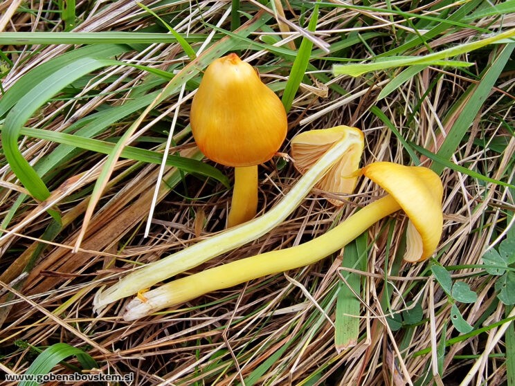 HYGROCYBE ACUTOCONICA