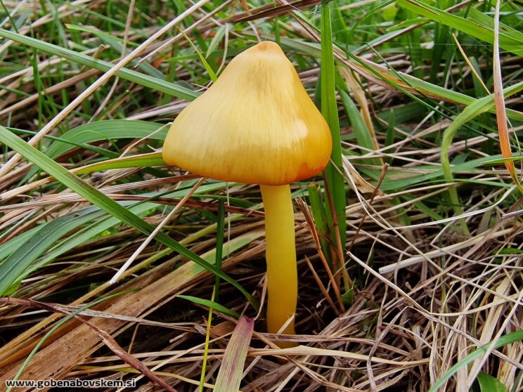 HYGROCYBE ACUTOCONICA2