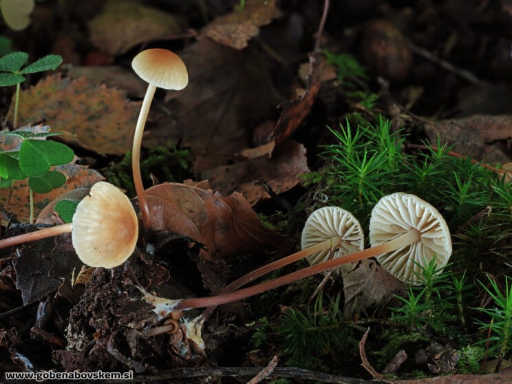 MARASMIUS TORQUSCENS
