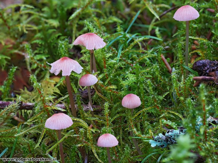 Stacked from 54 images. Method=B (R=5,S=4)