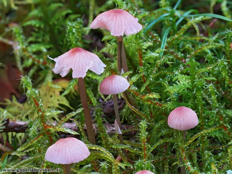 Stacked from 54 images. Method=B (R=5,S=4)