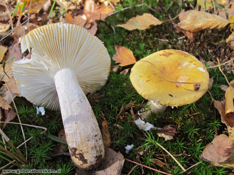 RUSSULA OCHROLEUCA