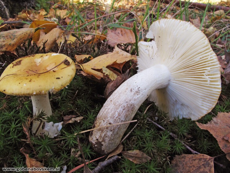 RUSSULA OCHROLEUCA2