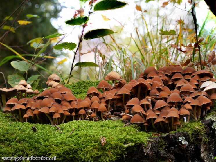 PSATHYRELLA PILULIFORMIS 30 FOTK obd