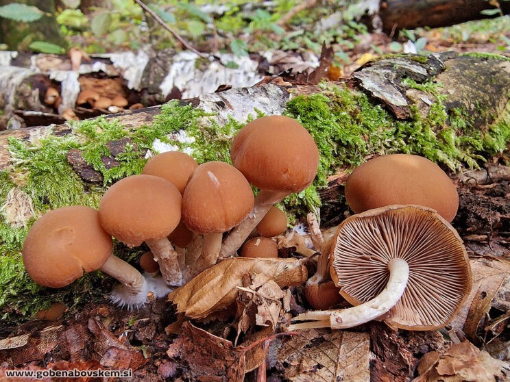 PSATHYRELLA PILULIFORMIS