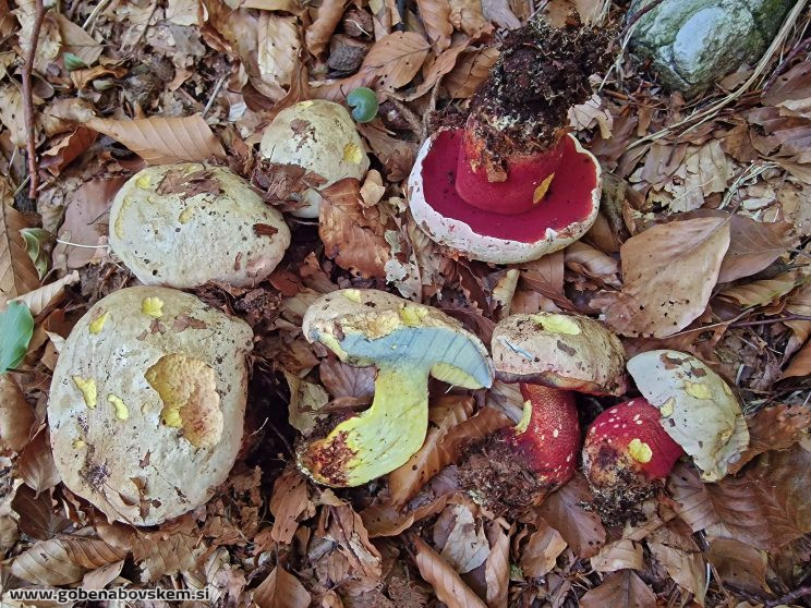 RUBROBOLETUS RODOXANTHUS
