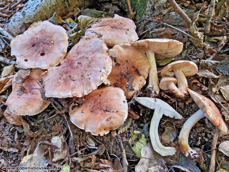 TRICHOLOMA POPULINUM