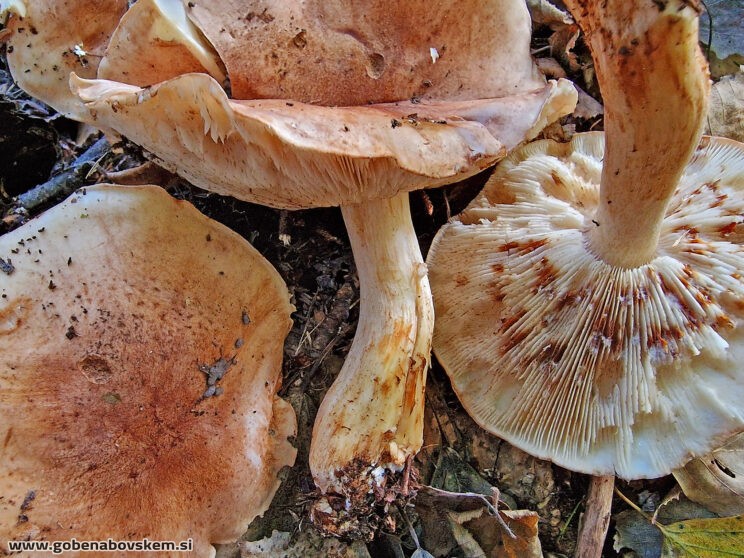 TRICHOLOMA POPULINUM2