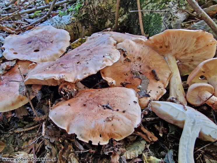 TRICHOLOMA POPULINUM3