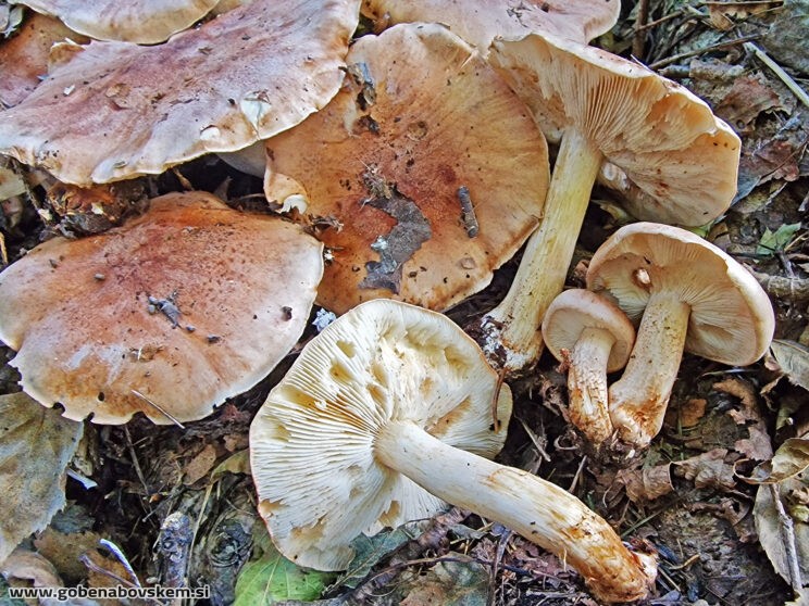 TRICHOLOMA POPULINUM4