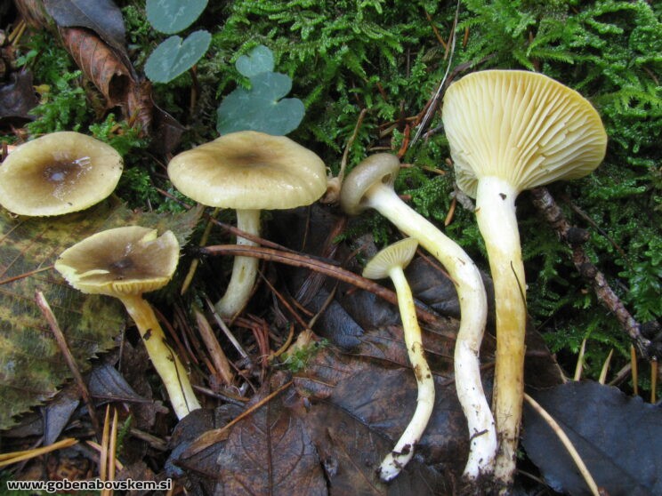 HYGROPHORUS HYPOTEUS (2)