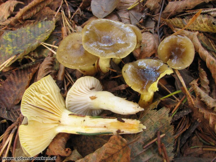 HYGROPHORUS HYPOTEUS