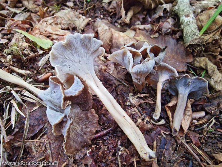 CRATERELLUS UNDULATUS