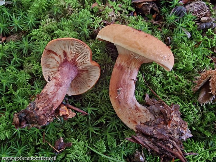 LACTARIUS RUBROCINCTUS
