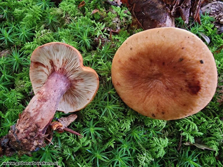 LACTARIUS RUBROCINCTUS2