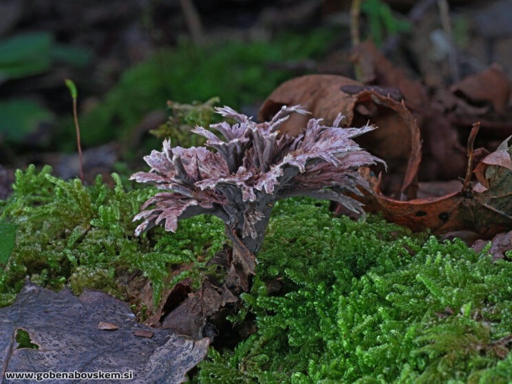 TELEPHORA ANTHOCEPHALA