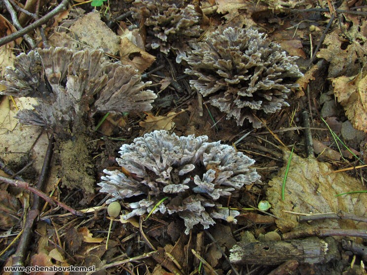 THELEPHORA ANTHOCEPHALA pop