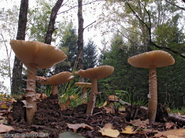 AMANITA SP