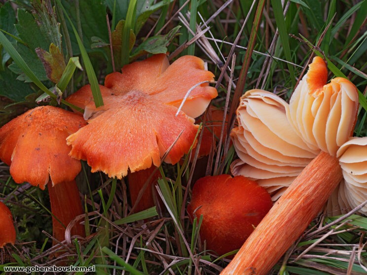 HYGROCYBE INTERMEDIA