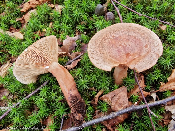 LACTARIUS QUIETUS