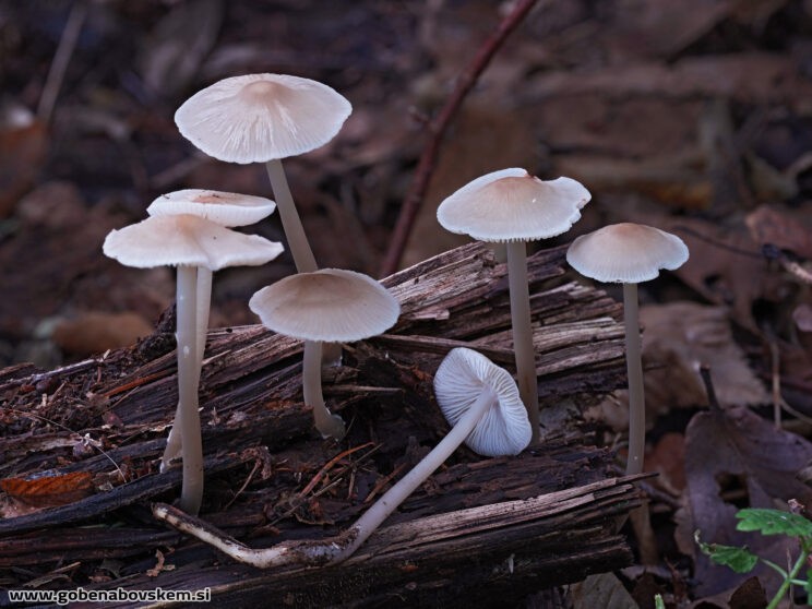 MYCENA CF GALERICULATA RABELK