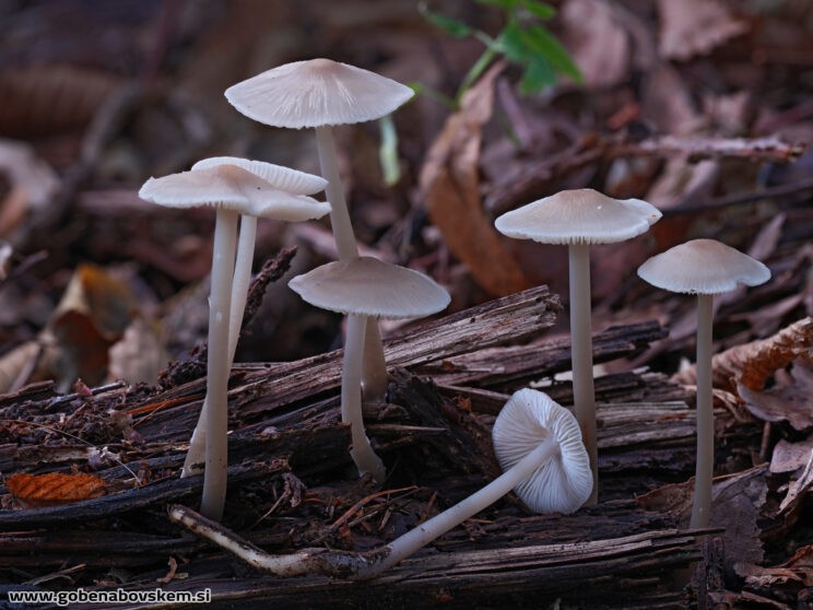 MYCENA CF GALERICULATA RABELK2