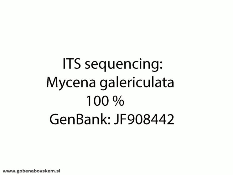 MYCENA CF GALERICULATA RABELK3