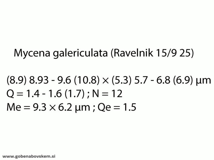 MYCENA CF GALERICULATA RABELK5